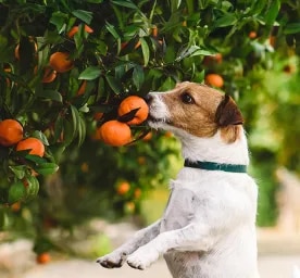 Can Dogs Eat Mandarins?