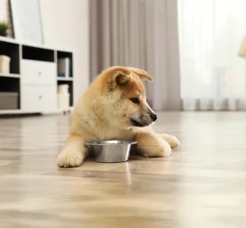 Can Dogs Eat Mustard?