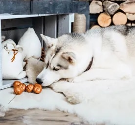 Can Dogs Eat Nuts?
