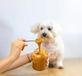 Can Dogs Eat Peanuts and Peanut Butter?