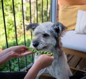 Can Dogs Eat Peas?