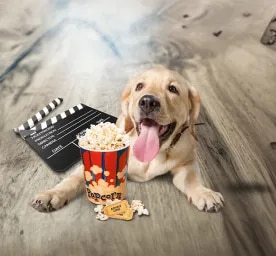 Can Dogs Eat Popcorn?