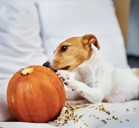 Can Dogs Eat Pumpkin?