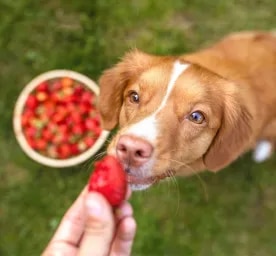 Can Dogs Eat Strawberries