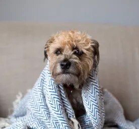Can Dogs Get Colds or Flu