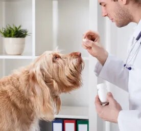 Can You Give Dogs Benadryl?