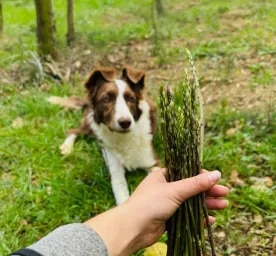 /care-and-advice/dog/feeding-and-nutrition/can-dogs-eat-asparagus
