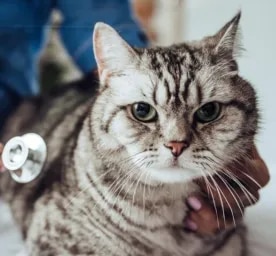 Cancer in Cats – Symptoms and Treatment