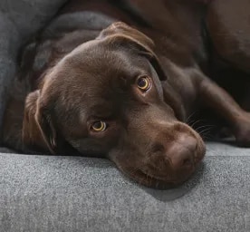 Cancer in dogs – signs and treatment