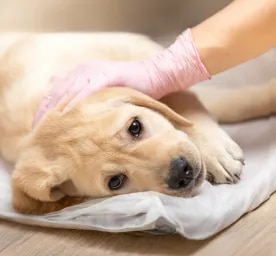 Canine Parvovirus: What Is Parvo & Can Humans Get It