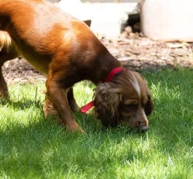 Caring for Your Blind Dog
