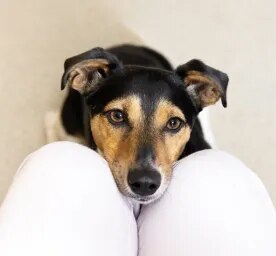 Caring for Your Deaf Dog