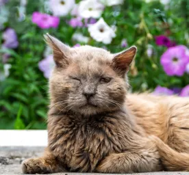 Cat Conjunctivitis - Symptoms and Treatment
