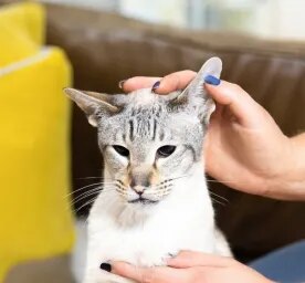 Cat Ear Care and Cleaning