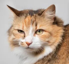 Cat Eye Infections: Symptoms and Treatments