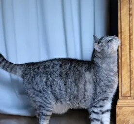 Cat Heat Cycle