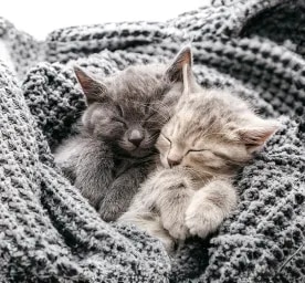 Cat Labour and Giving Birth