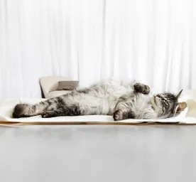 Cat Pregnancy Information & Advice