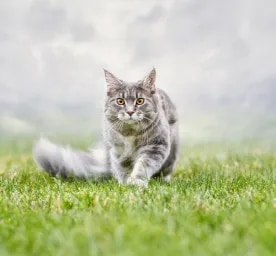 Cat Proofing Your Garden