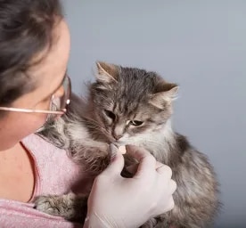 Cat Worms Symptoms and De-Worming Treatment
