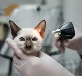 Cat mites: everything you need to know