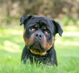 Cherry Eye in Dogs