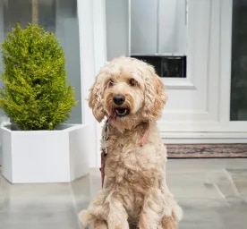 Common Cockapoo Health Problems You Should Know About