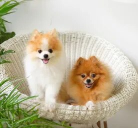 Common Health Problems in Pomeranians