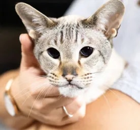 Coping with Blindness in Cats