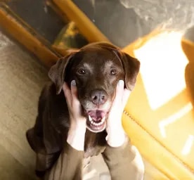 Coping with Limb Amputation in Dogs