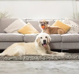 Coprophagia in Dogs