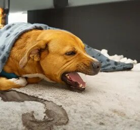 Coughing in Dogs