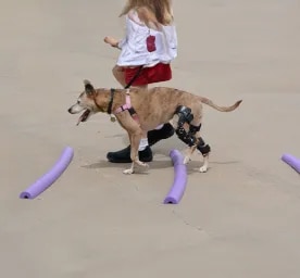 Cruciate Ligament in Dogs