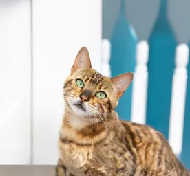Do Cats Get Bored? The Tell-Tale Signs of Cat Boredom
