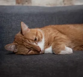 Do Cats Get Depressed_ Here’s What You Should Know