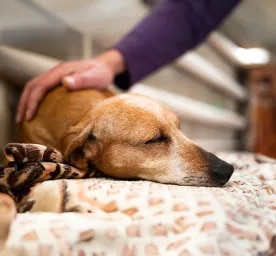 Dog Abscess: What to Look Out For & Best Treatment