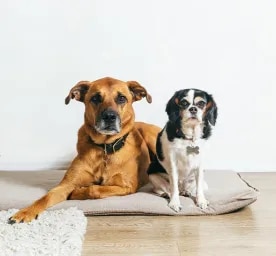 Dog Acne Information and Treatment