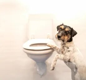 Dog Constipation: Everything You Need to Know