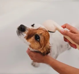 Dog Dandruff