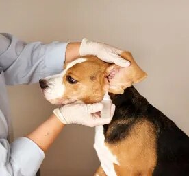 Dog Ear Infections and Other Ear Problems Symptoms, Causes & Treatment