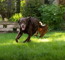 Dog Exercise and Staying Healthy