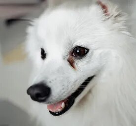 Dog Eye Infections Symptoms and Treatments