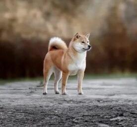 Double Coated Dog Breeds