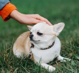 Dwarfism in Dogs
