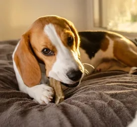 Excessive Dog Chewing