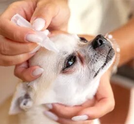 Eye Drops for Dogs Types & When Do Dogs Need Them
