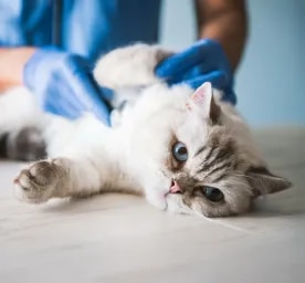 FIP in Cats What You Need to Know