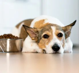 Feeding Older Dogs