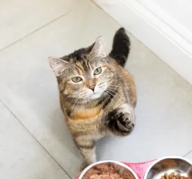 Feeding Your Cat During Pregnancy