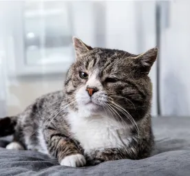 Feeding Your Senior Cat